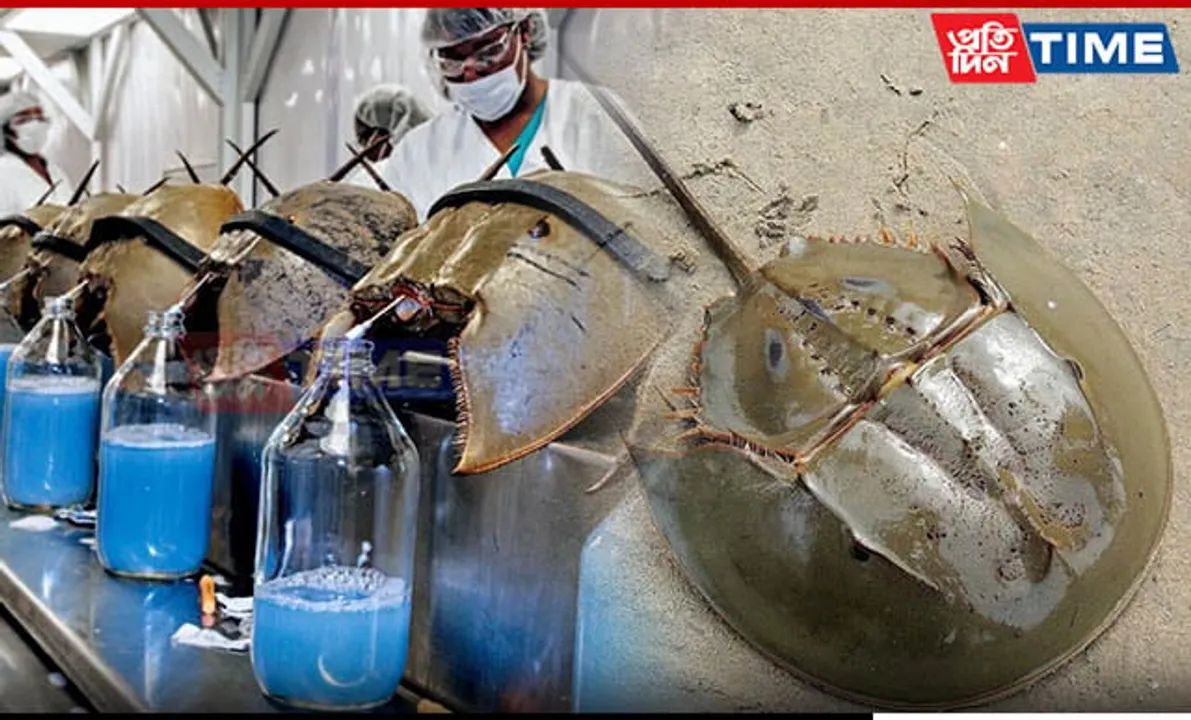 Crucial Role of Endangered Horseshoe Crabs in Modern Medicine | Know Here
