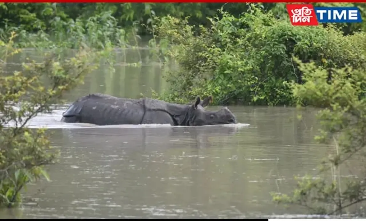 9 Rhinos Among 159 Animals Lost To Floods In Assam's Kaziranga