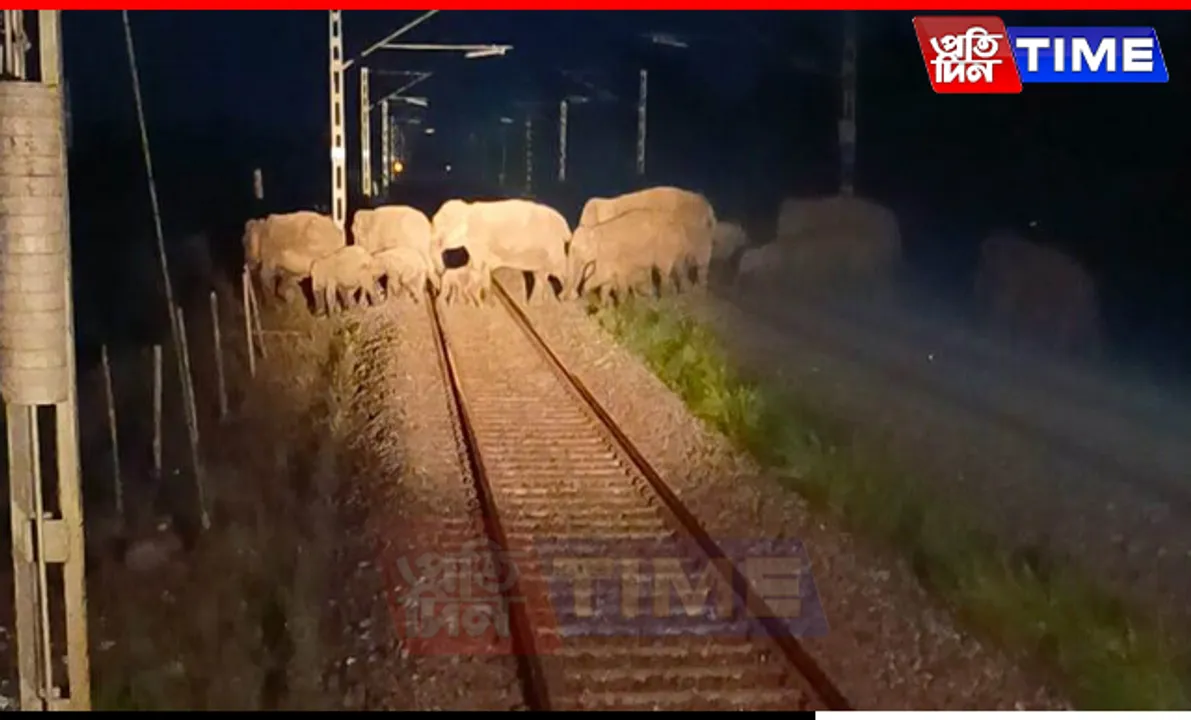 AI-Based Detection System Prevents Major Elephant-Train Collision in Assam