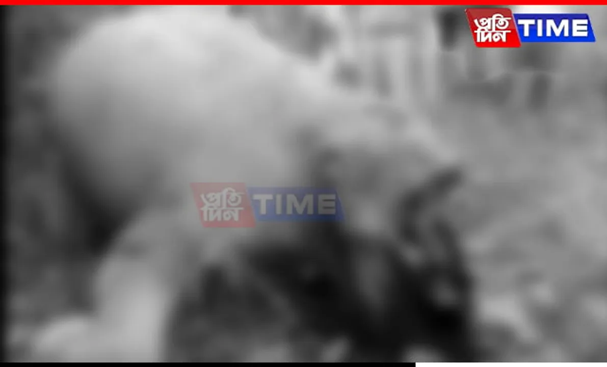 Assam: Elephant Found Killed and Mutilated Near Indo-Bhutan Border