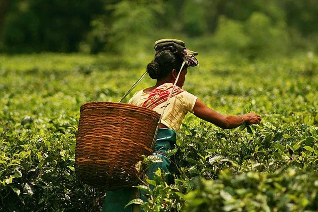 Wage Compensation Scheme for Pregnant Women in Assam tea gardens