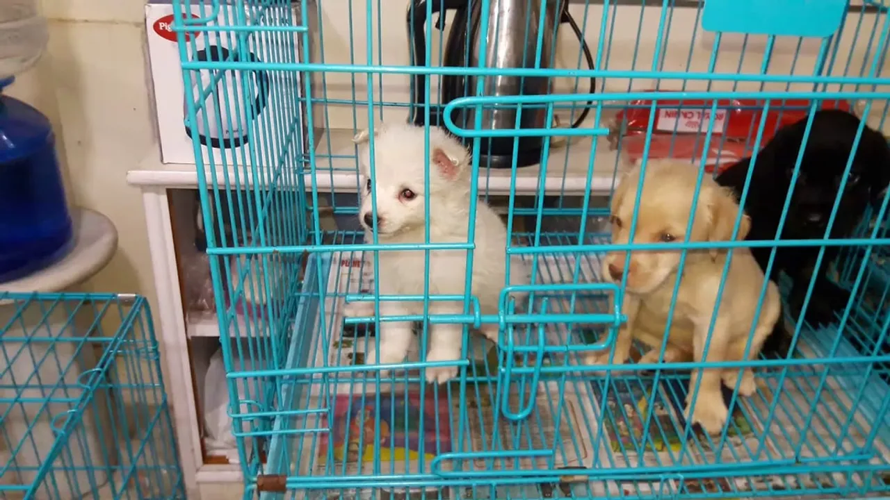 Guwahati: Fire At Pet Store Leaves 3 Dogs, 3 Rabbits Dead