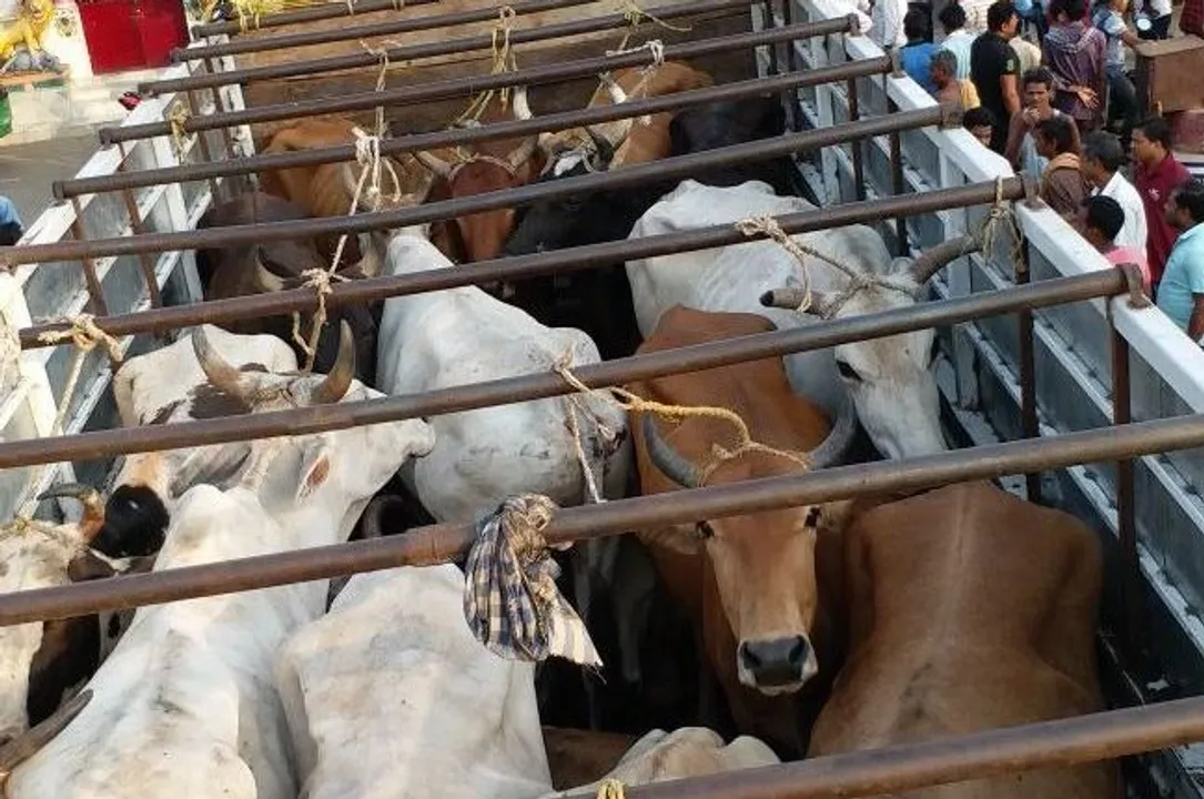 Samaguri: Cattle-Laden Trucks Seized