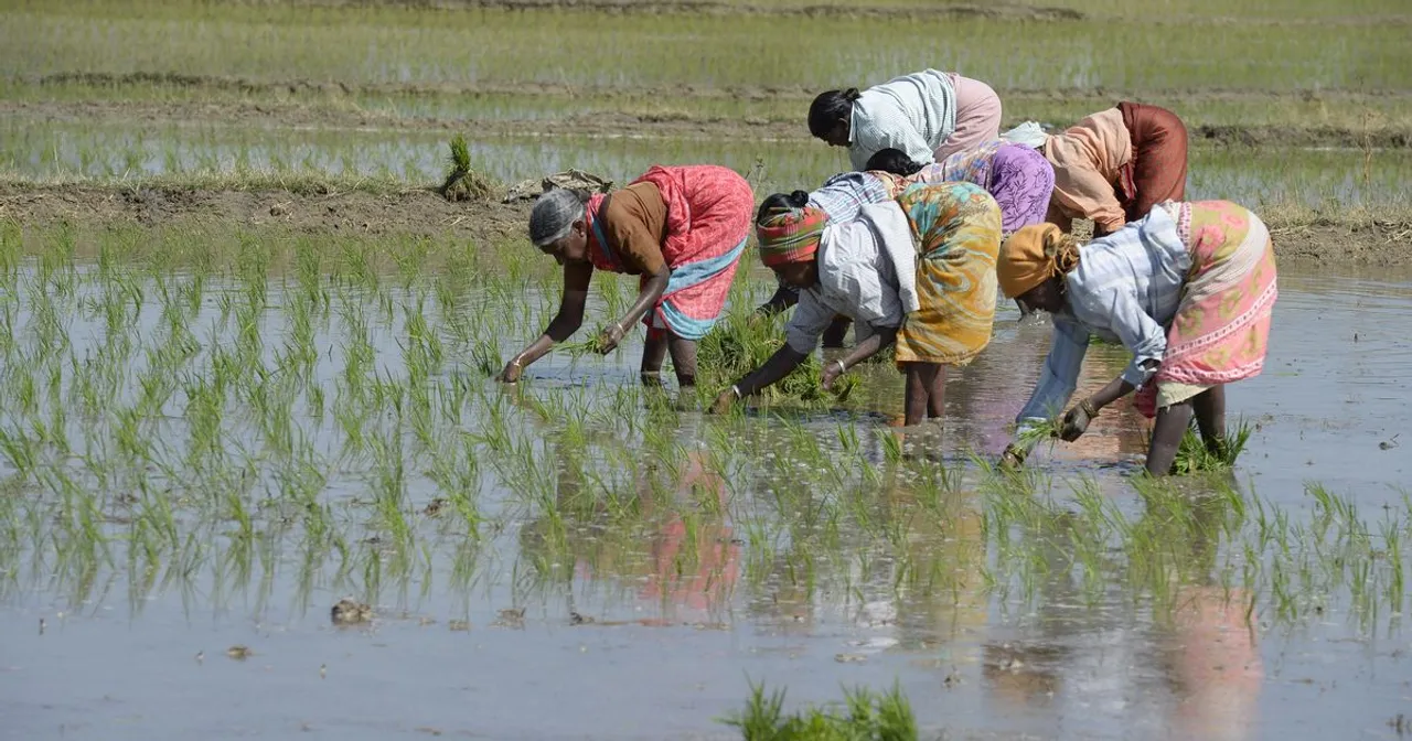 सॉइल न्यूट्रिशन 