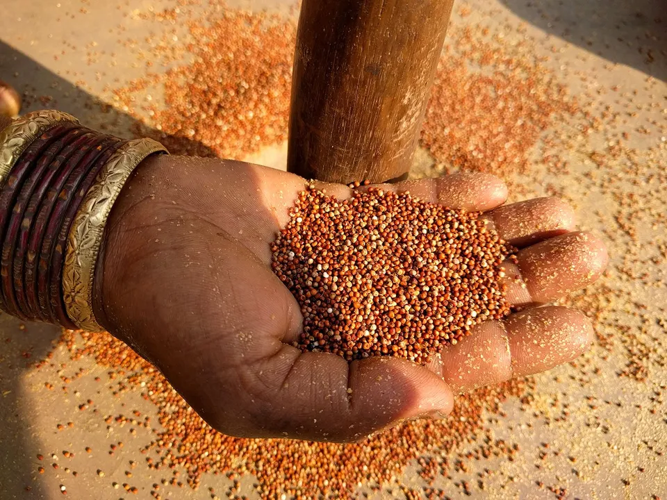 ragi odisha