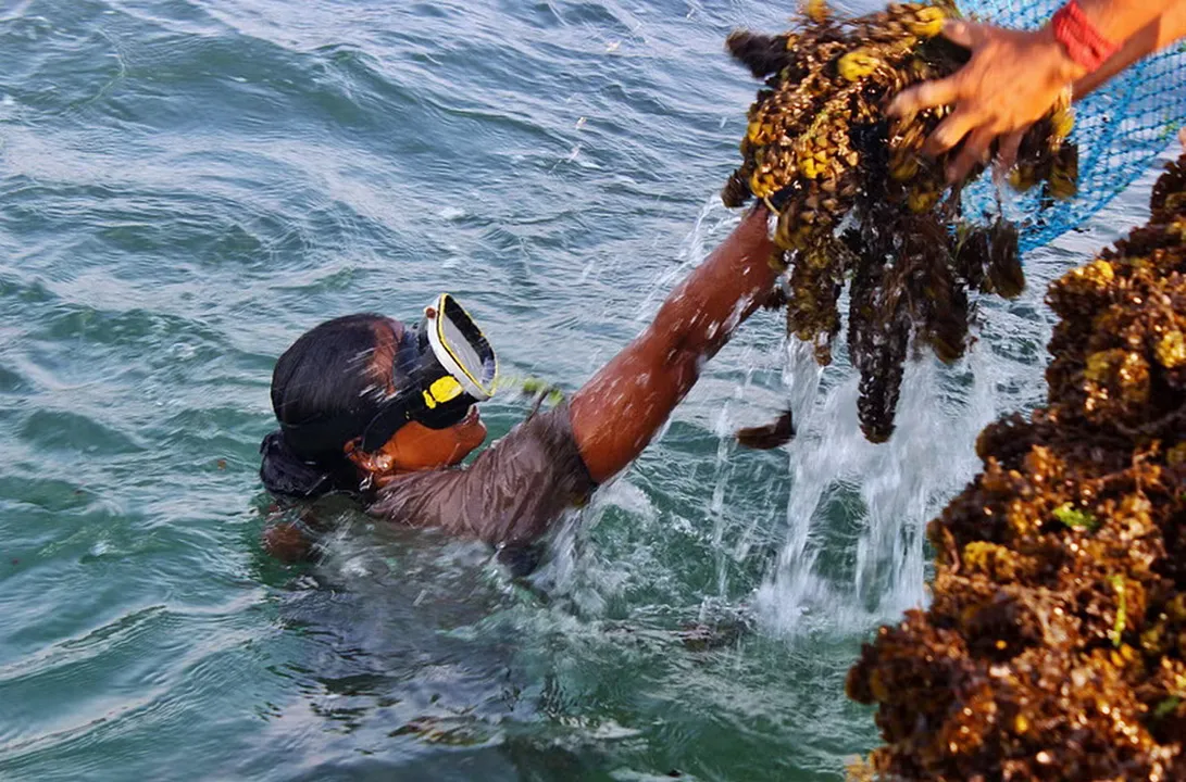 gulf of mannar