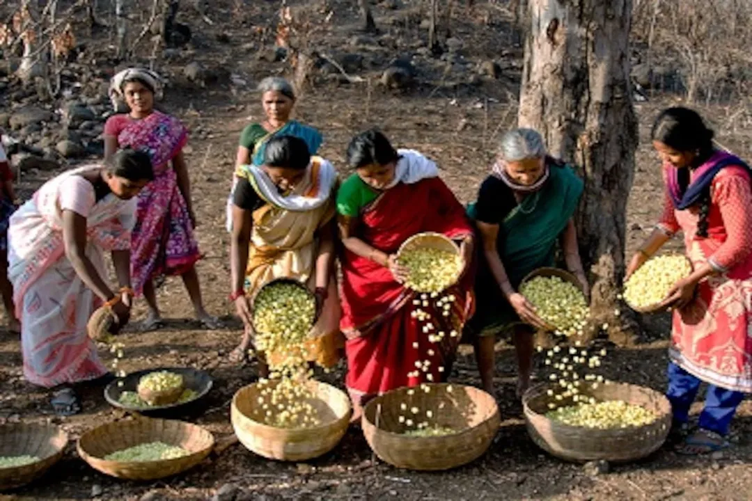 Mahua factory in Chhattisgarh