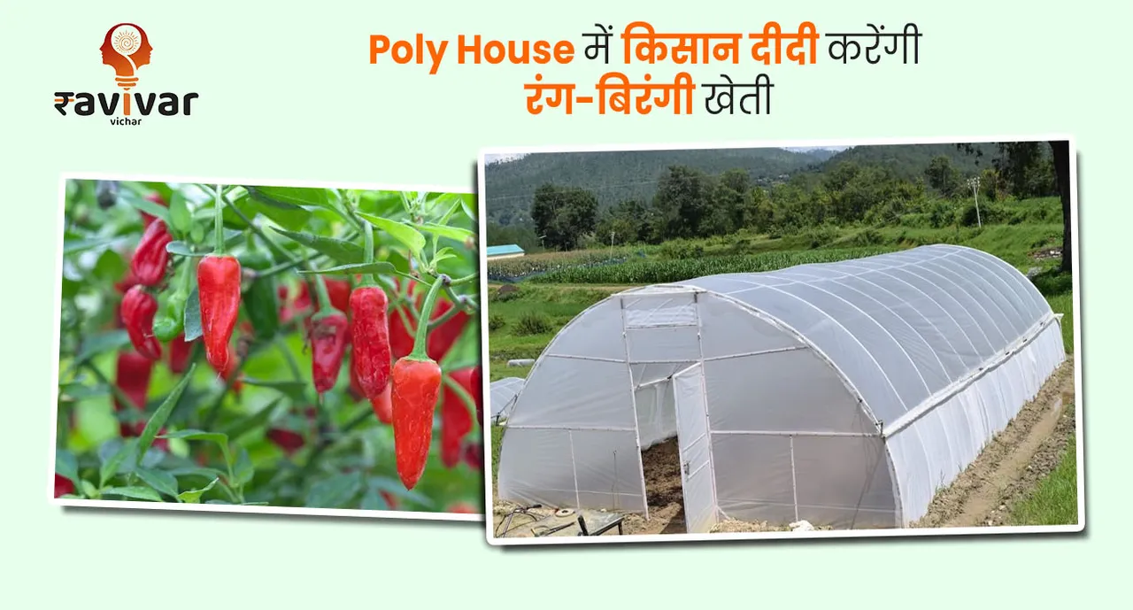 Poly House में किसान दीदी करेंगी रंग-