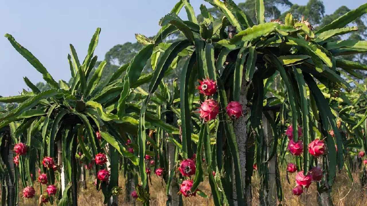 dragon fruit