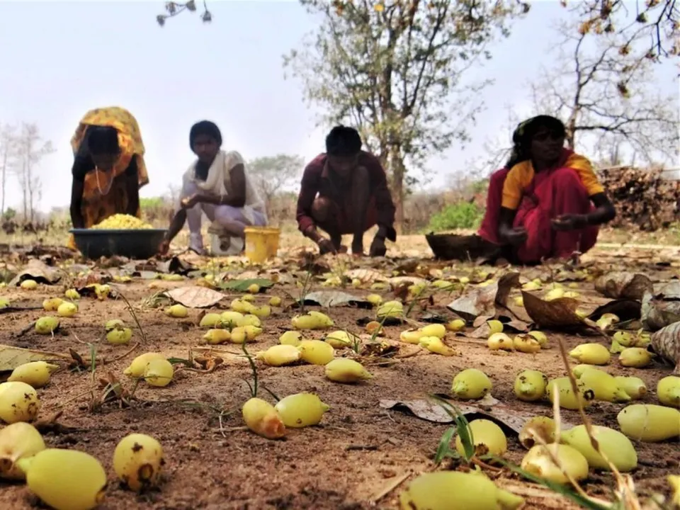 national beer day mahua heritage 