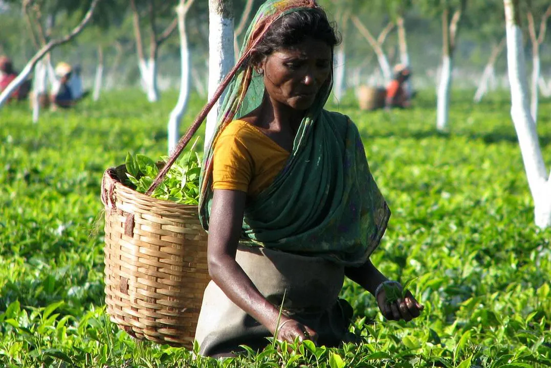 SHG women taking care of tea estates