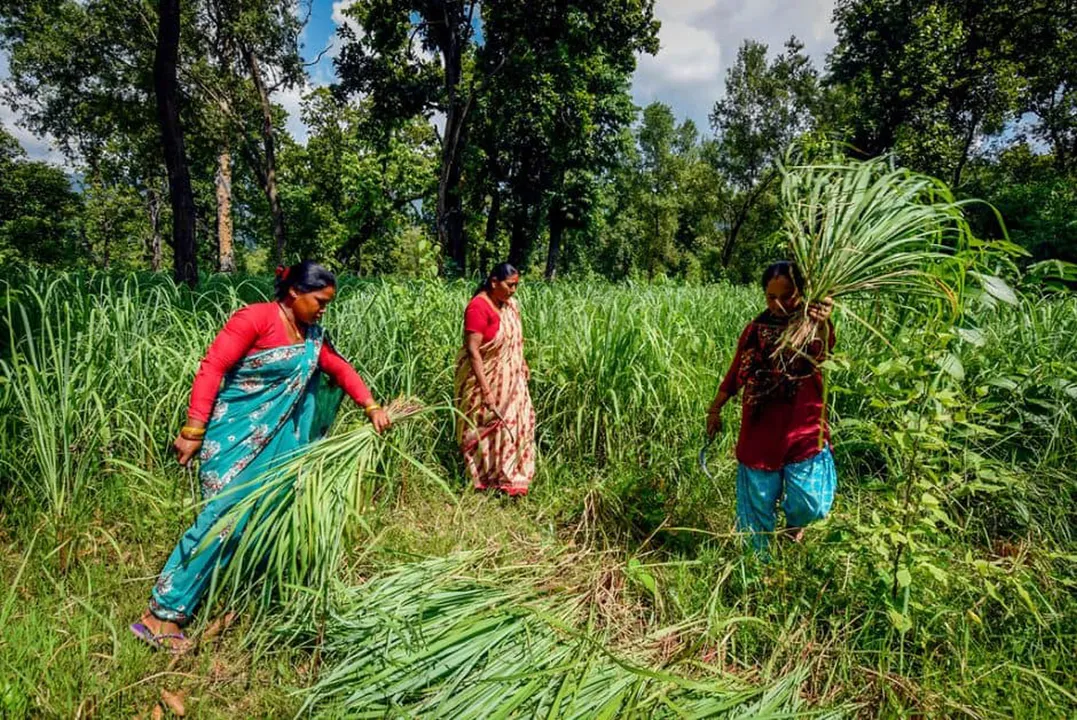 Women-harvesting-Lemongrass