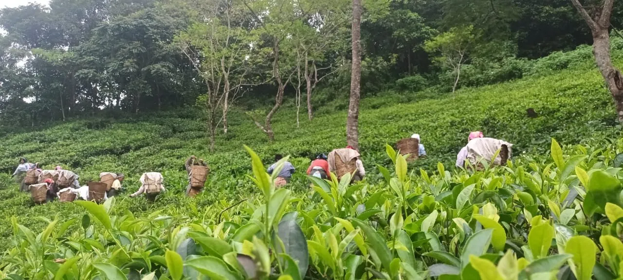 Makaibari tea estates