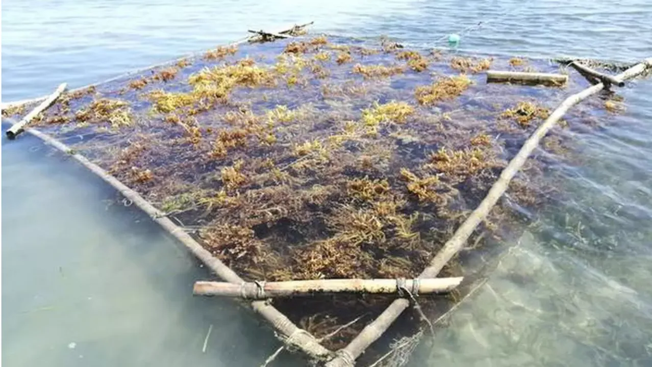 seaweed farming Lakshadweep 