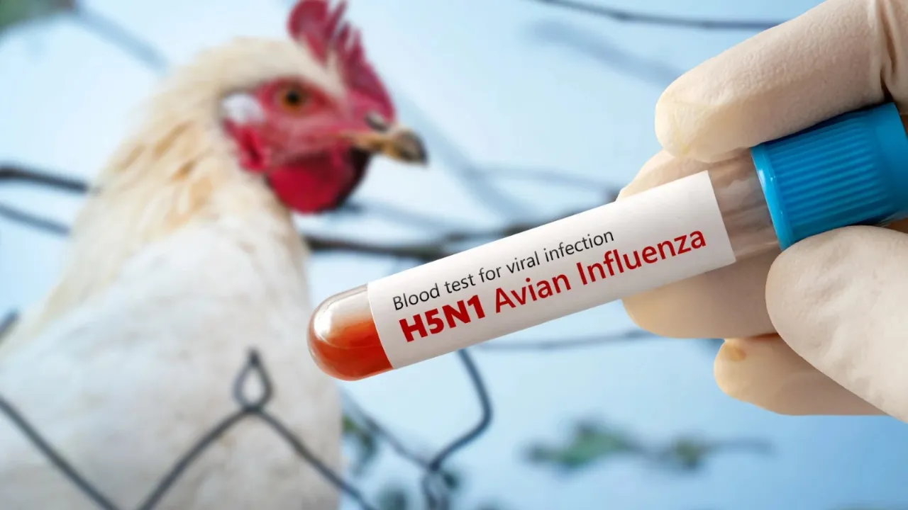 bird flu telangana