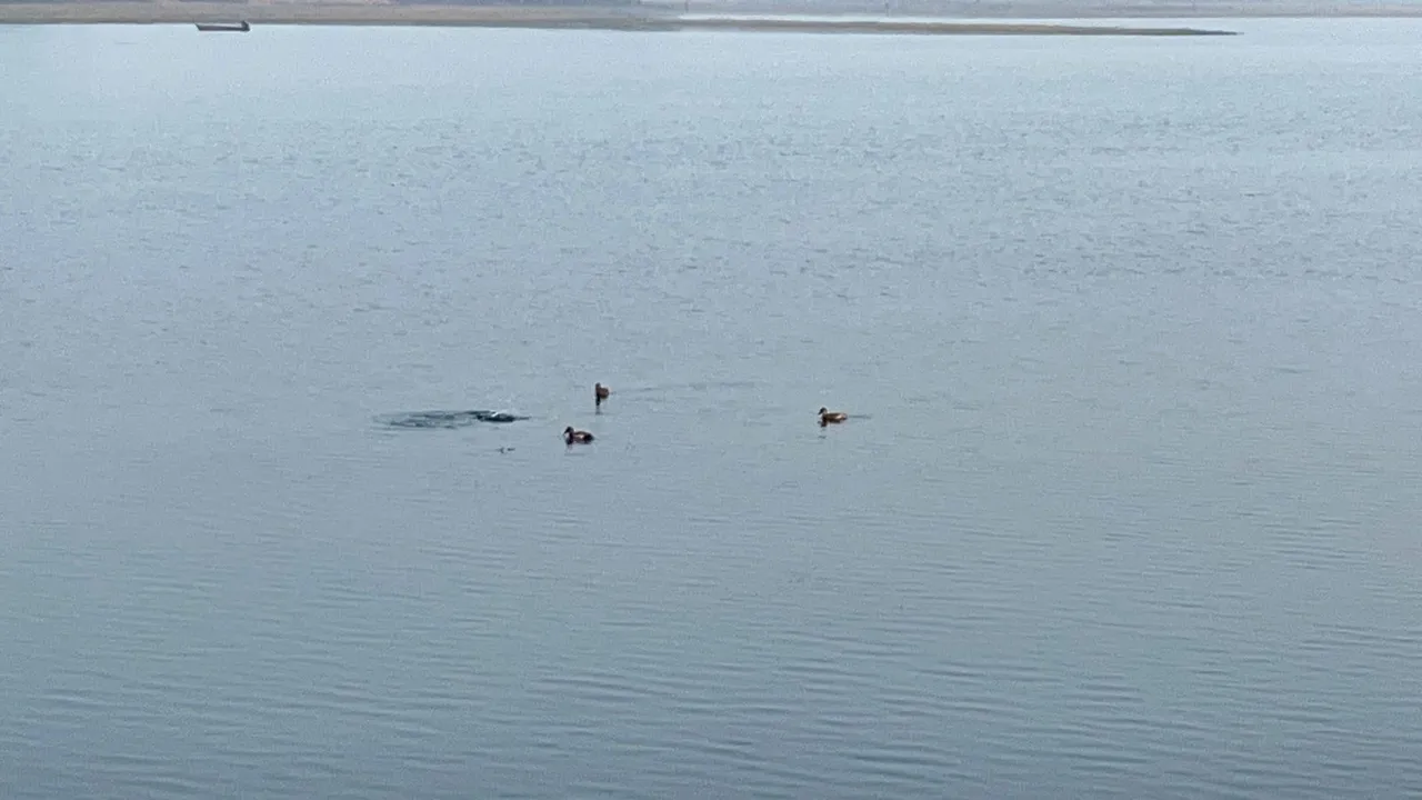  Odisha: Avian guests sighted across water bodies in Mayurbhanj