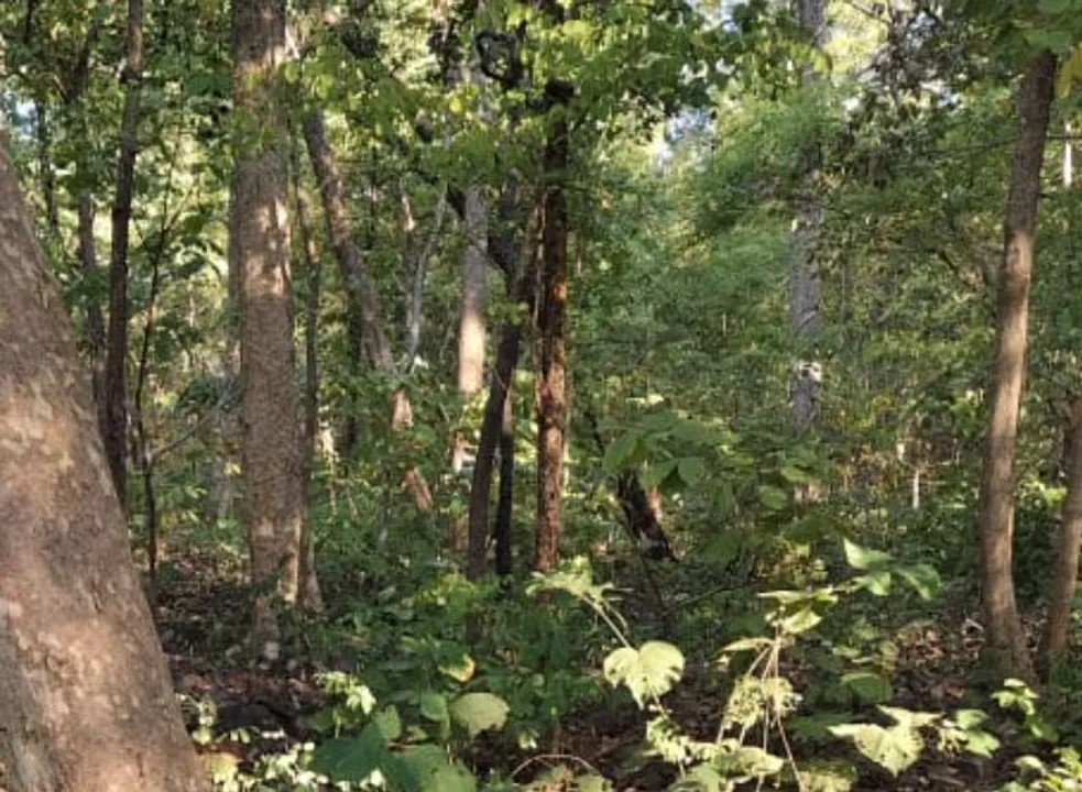  Maoist carrying Rs 1 crore reward, Odisha head killed in encounter with security forces