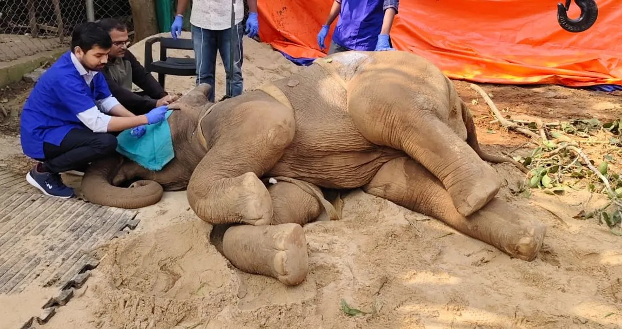 Picture of elephant