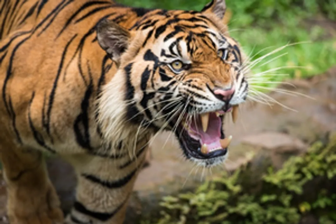  Kerala: Close relative of Indian cricketer Minnu Mani killed in tiger attack