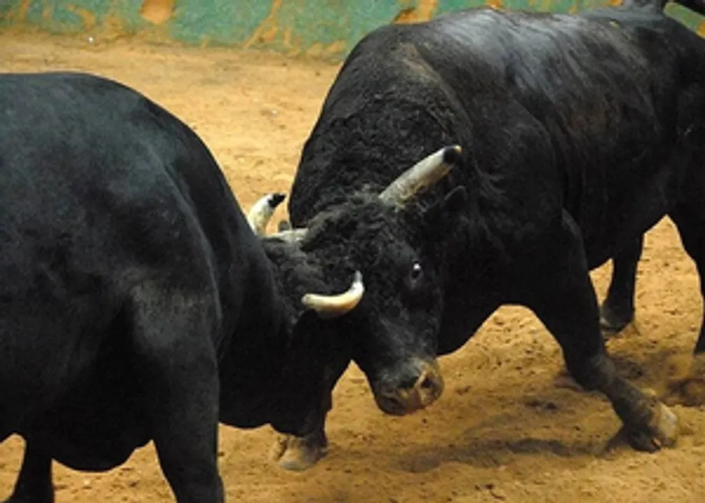  Meghalaya: Ban imposed on animal fights during local fete