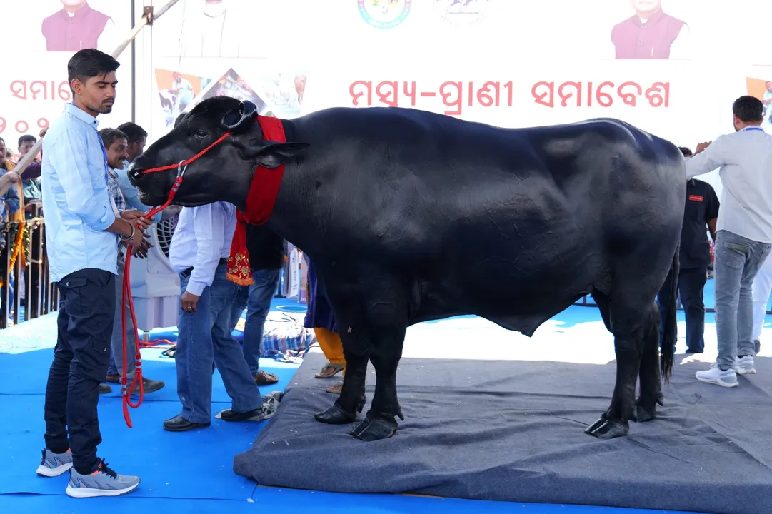  Million-dollar buffalo 'Bheem' the crowd puller at animal husbandry expo in Bhubaneswar