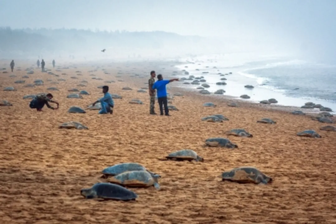  TN to form Marine Elite Force to protect Olive Ridley turtles