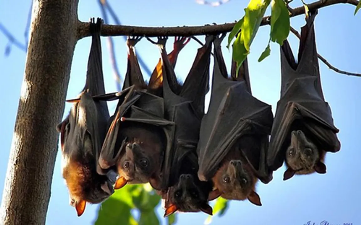  Newly discovered bat coronavirus can spread to humans like Covid-19: Experts