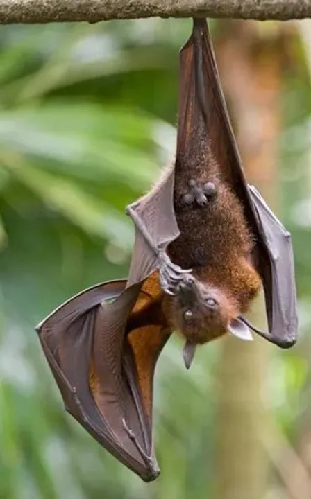  New bat coronavirus with human transmission potential discovered in China