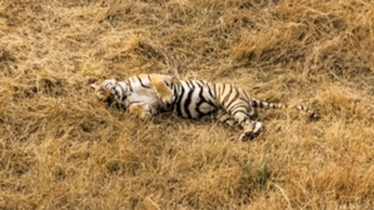  MP: Another tiger found dead in Umaria forest area