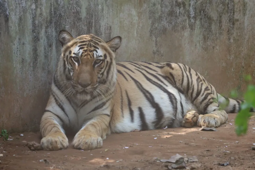 Tiger population grows at Odisha's Nandankanan Zoo as tigress Ankita gives birth to cub
