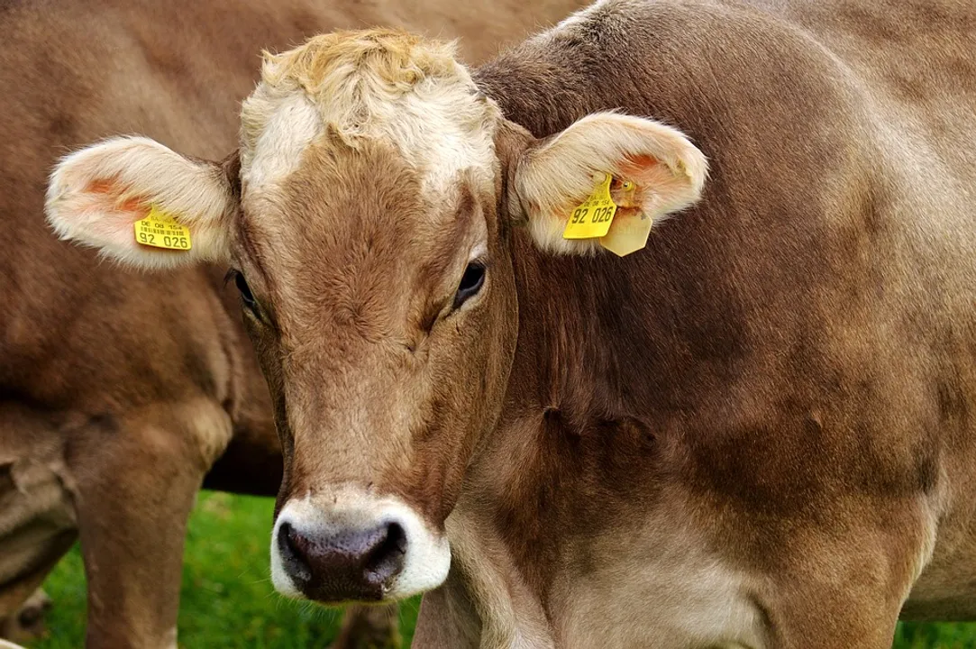  Odisha Govt announces Free treatment, vaccination for livestock