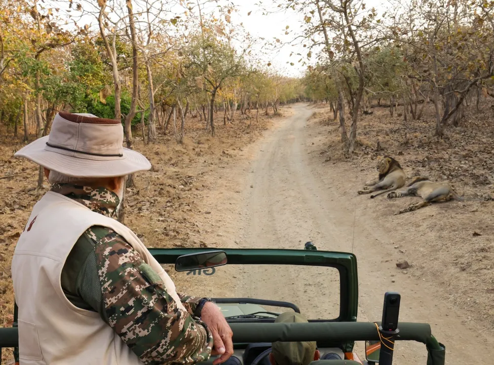  PM Modi goes on jungle safari in Gujarat's Gir wildlife sanctuary, clicks pictures of lions