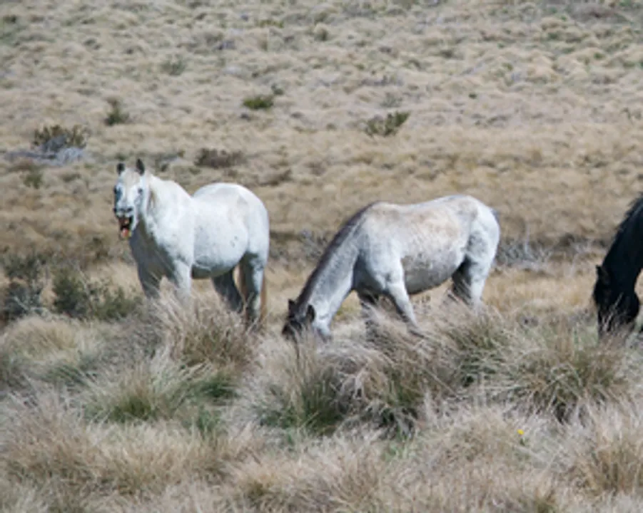  Australian state ends aerial shooting of wild horses