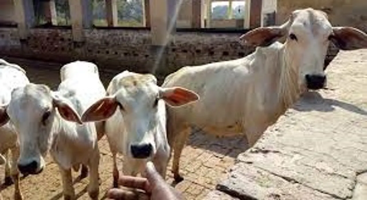  Cabinet approves scheme to prevent, control livestock diseases with Rs.3,880 cr outlay