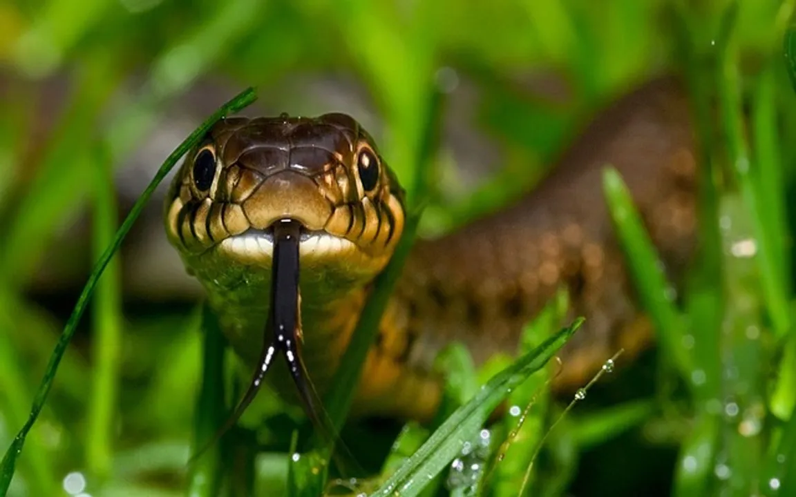  Snakebites claim 1859 lives in two years in Odisha