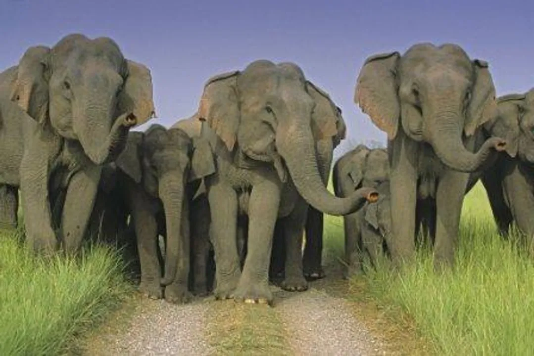  Irate Odisha villagers stage road blockade over elephant menace