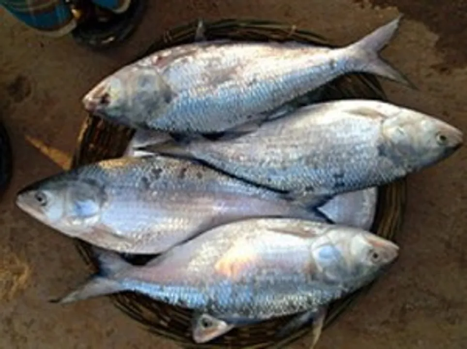  Odisha warns black marketeers against selling fish, poultry items at higher prices