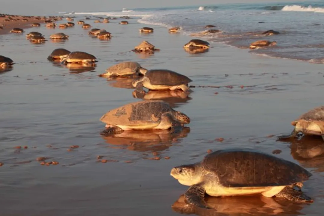  Record number of Olive Ridley turtles nest on Odisha shore