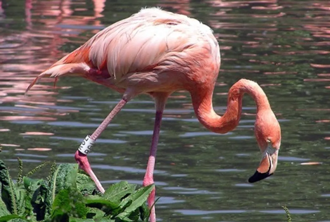  Over 15 lakh birds, 200-plus species spotted in Odisha’s wetlands