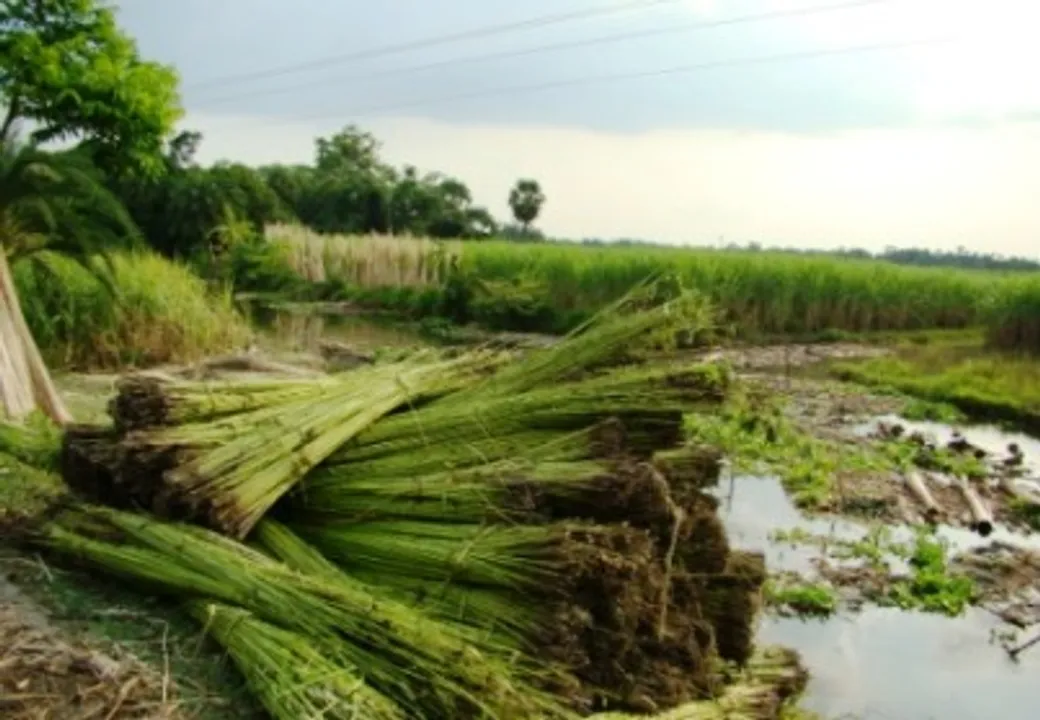  Centre hikes MSP of raw jute by Rs 315 for 2025-26 season