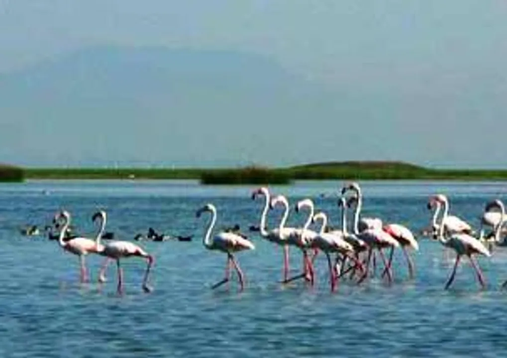  Bird census begins across Odisha