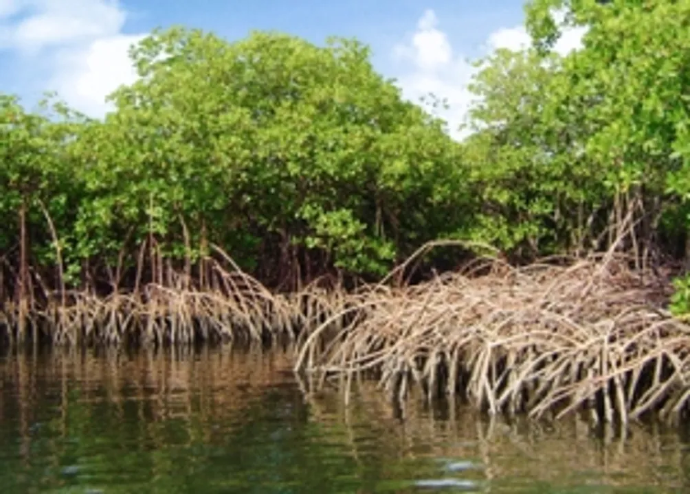  5 coastal districts of Odisha have mangrove forests: Minister