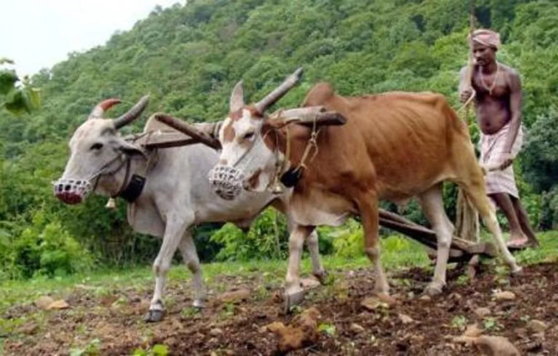  Rs 742.58-cr KALIA fund disbursed among farmers in Odisha