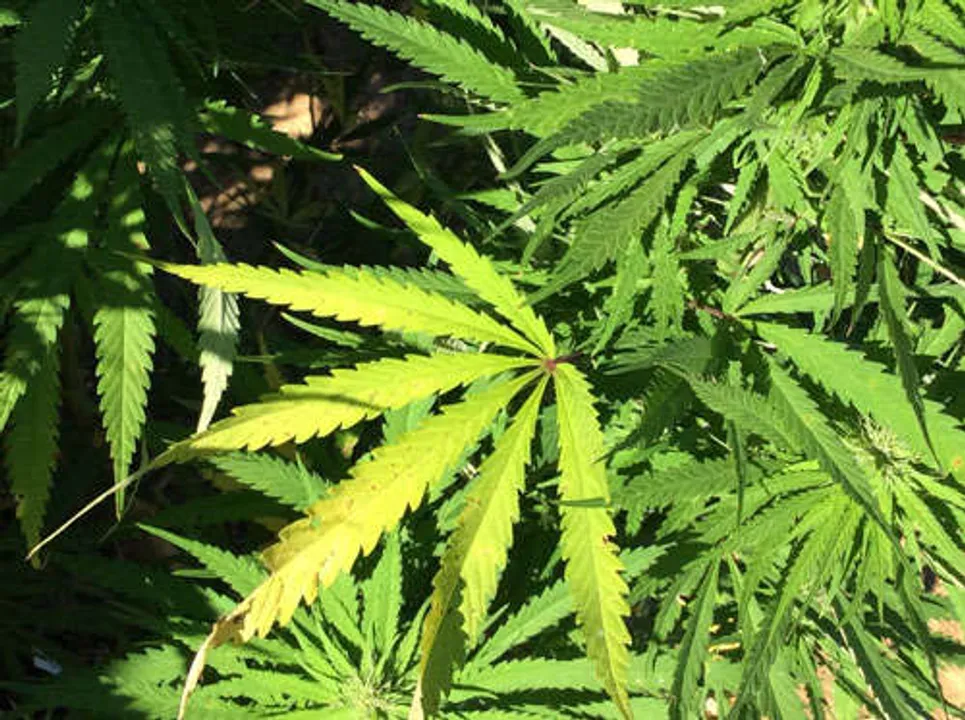 Marijuana linked to increased risk of heart problems