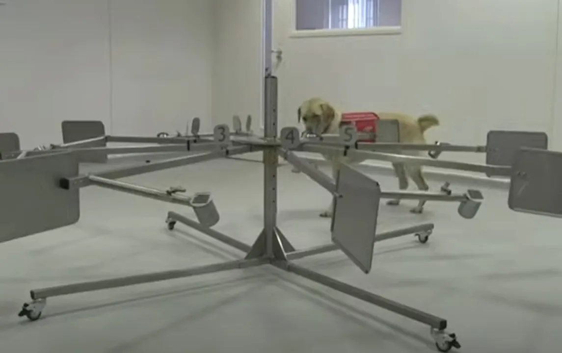  [Watch] Dogs being trained to sniff out deadly virus Covid-19
