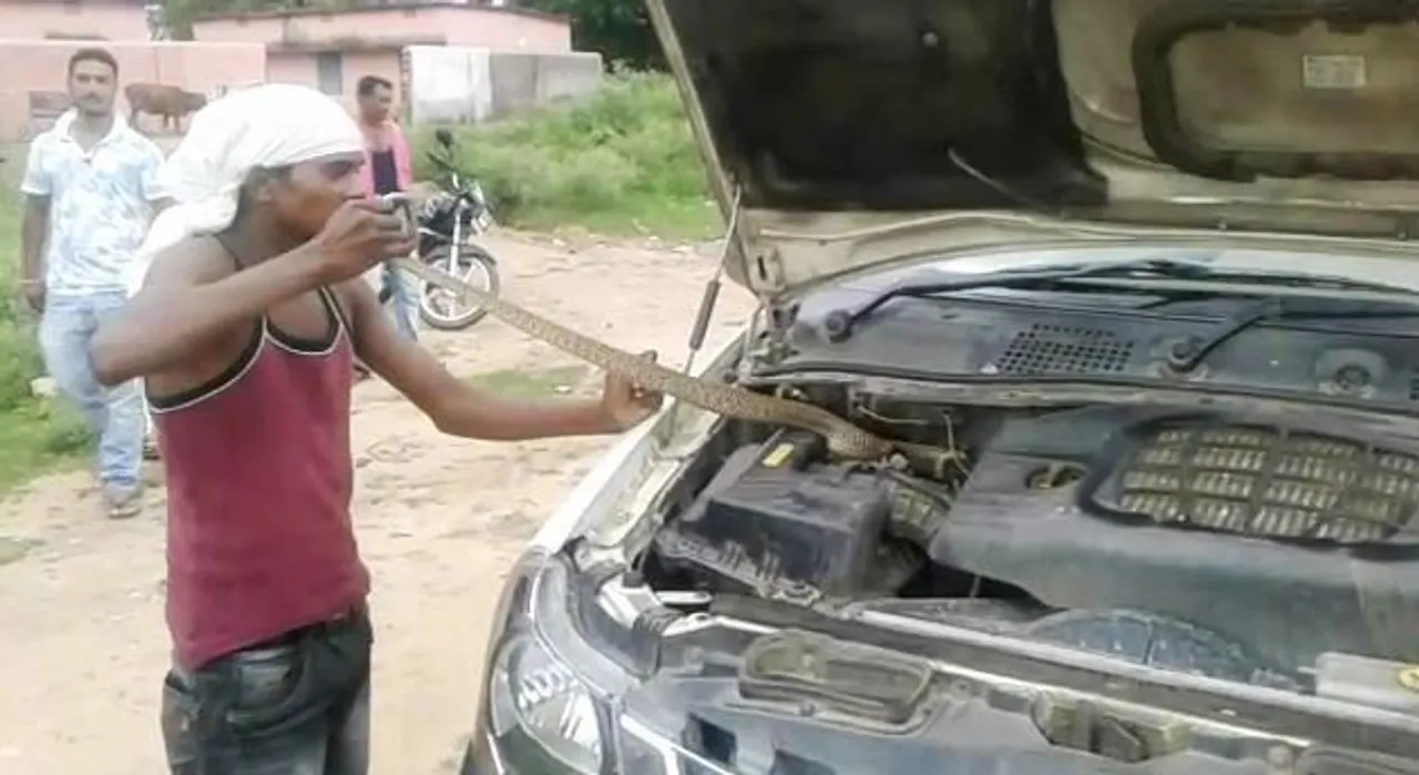  Watch Video: Cobra rescued from car engine in Odisha