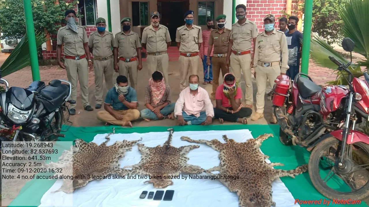  Three leopard skins seized, four smugglers held in Odisha