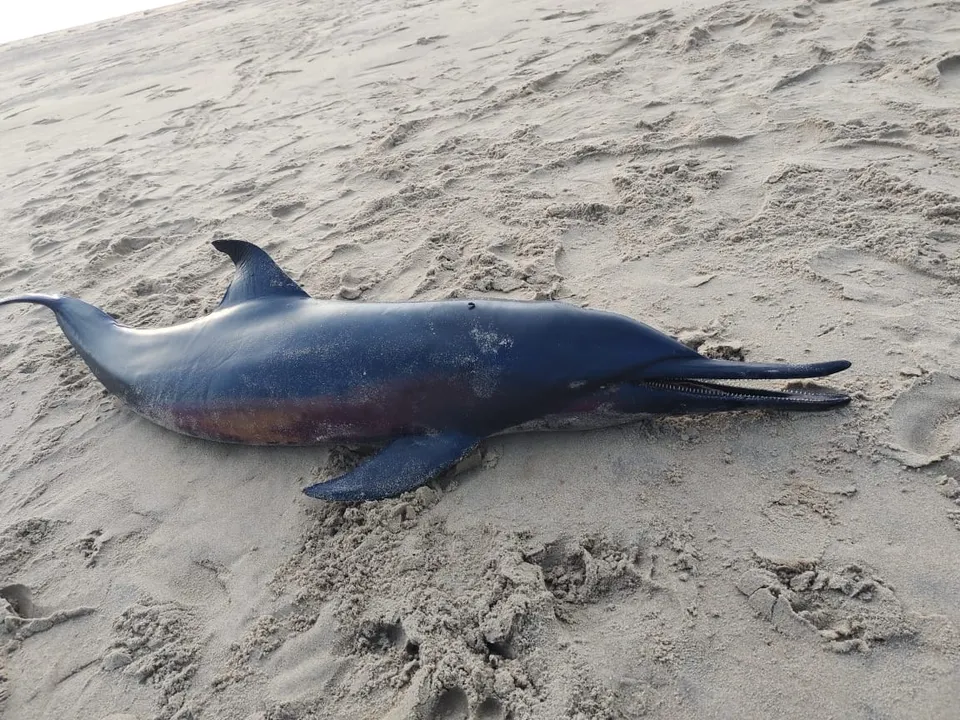  Carcass of rare dolphin found off Odisha coast