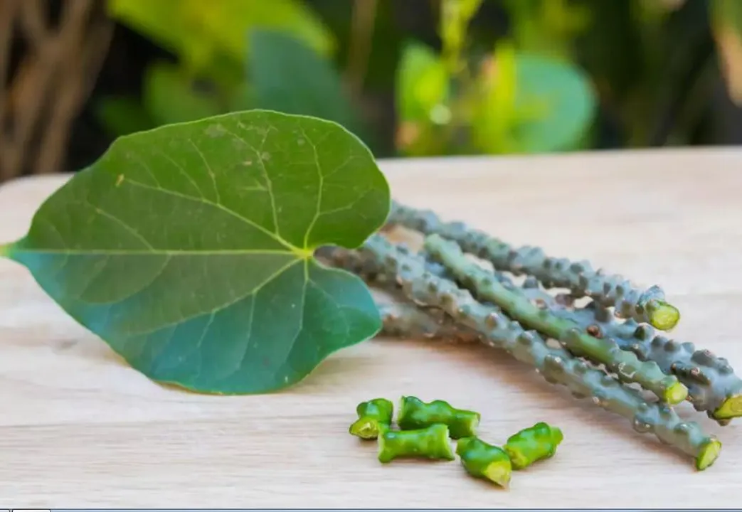  Is Giloy safe to use? Ministry of Ayush issues advisory