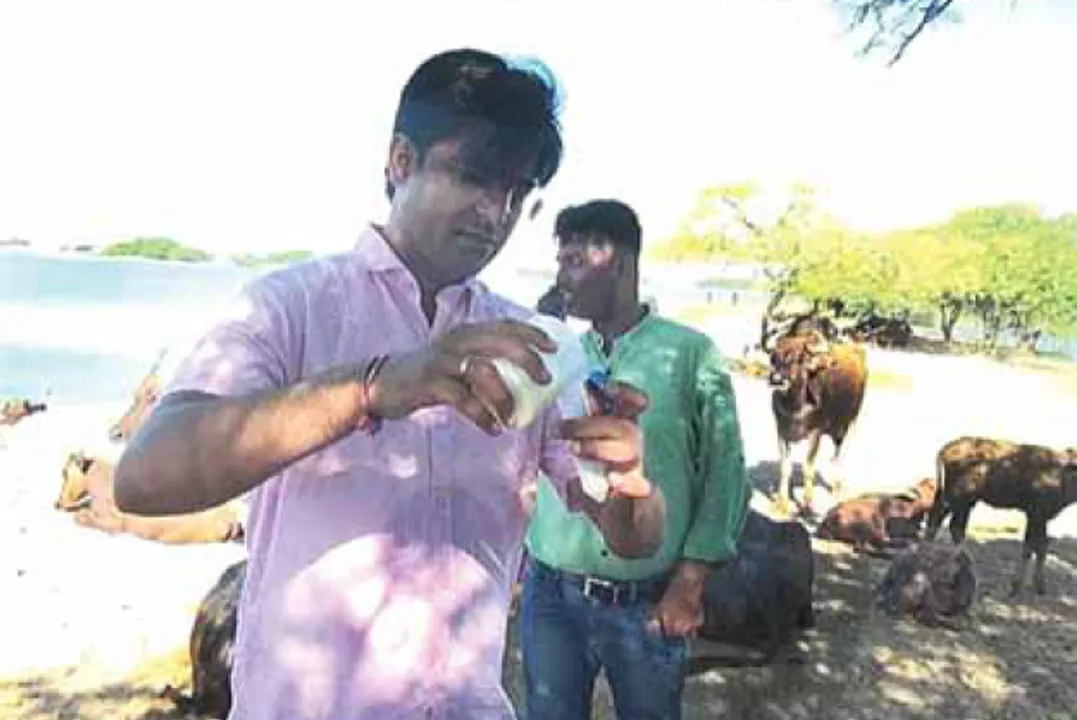 Odisha’s Chilika buffalo milk can cure cancer!